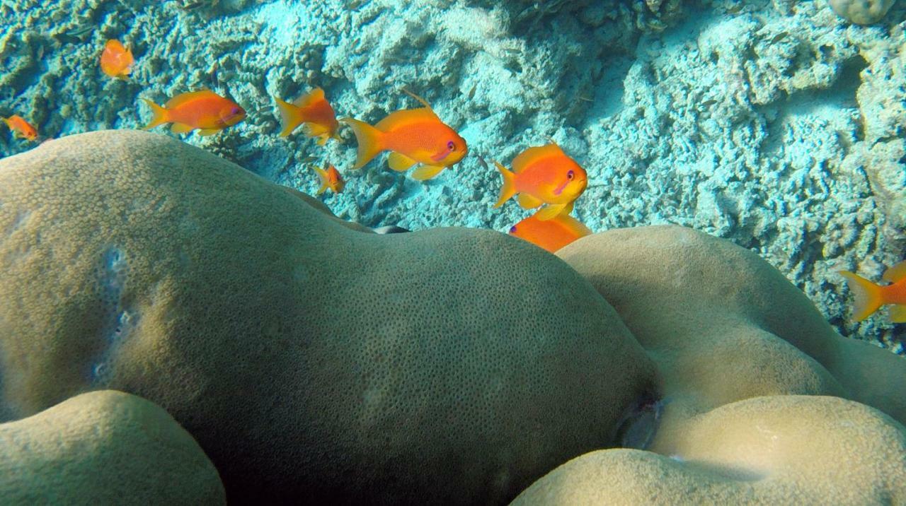 Ocean Village Maldives Holhudhoo Extérieur photo